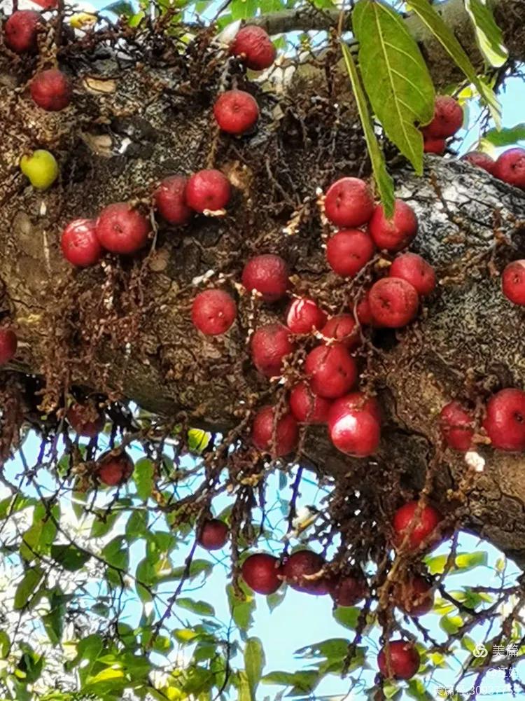 聚果榕一一果实累累